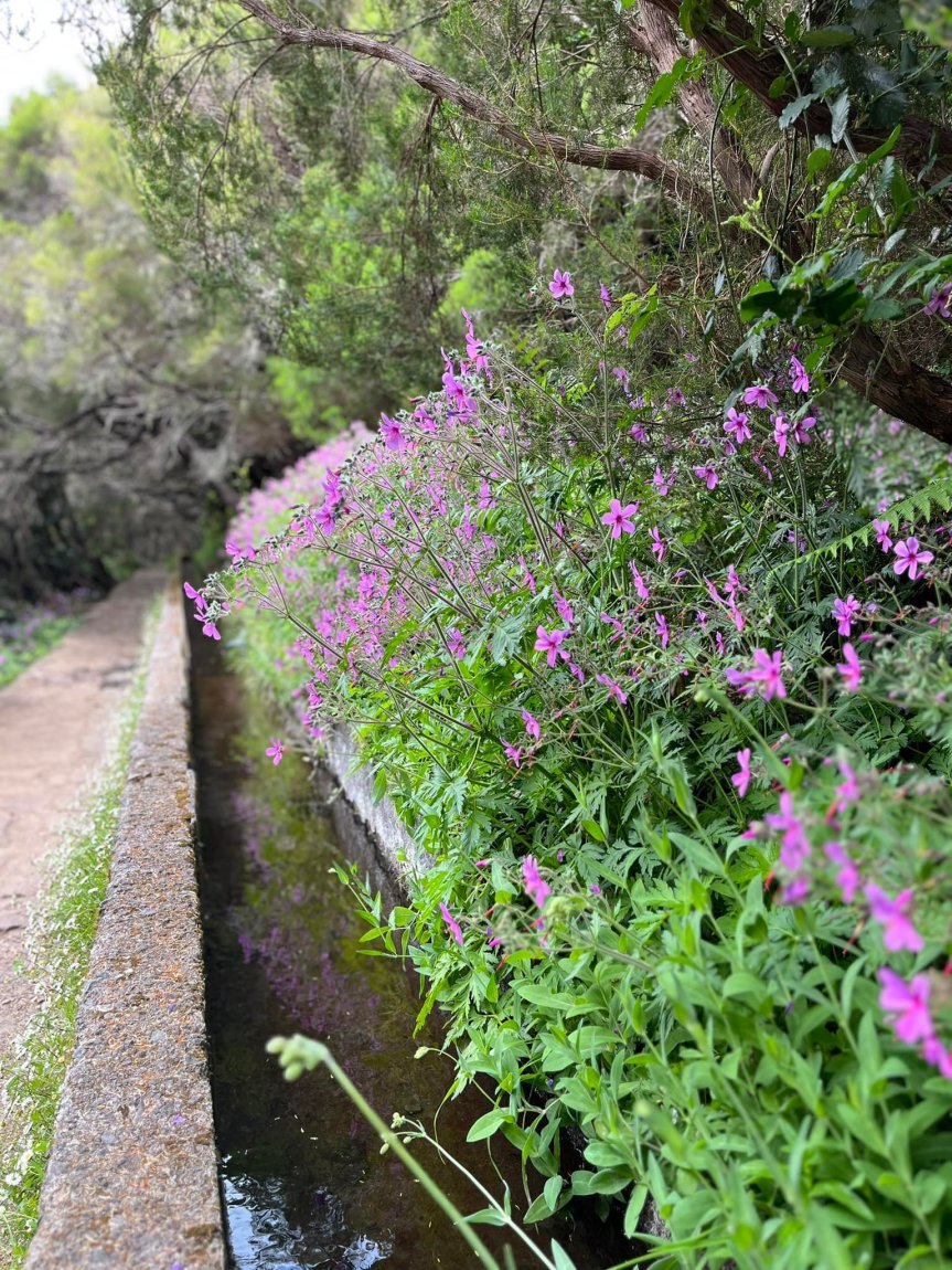 Hiking: Levada do Risco & Levada das 25 Fontes, Madeira